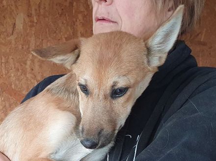 Luna, verschmuste und zutrauliche Junghündin auf der Suche nach einem schönen Leben, 5 Monate, 30 cm