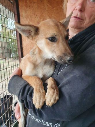 Luna, verschmuste und zutrauliche Junghündin auf der Suche nach einem schönen Leben, 5 Monate, 30 cm
