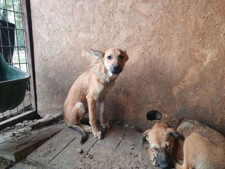 Luna, verschmuste und zutrauliche Junghündin auf der Suche nach einem schönen Leben, 5 Monate, 30 cm
