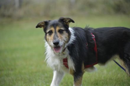 Frieda, ein Flumi auf vier Pfoten