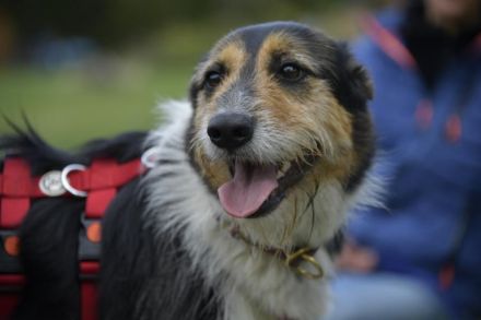 Frieda, ein Flumi auf vier Pfoten