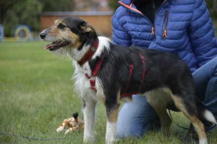 Frieda, ein Flumi auf vier Pfoten