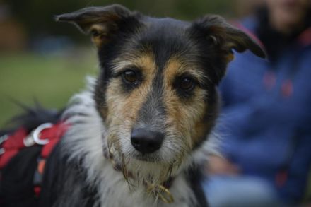 Frieda, ein Flumi auf vier Pfoten