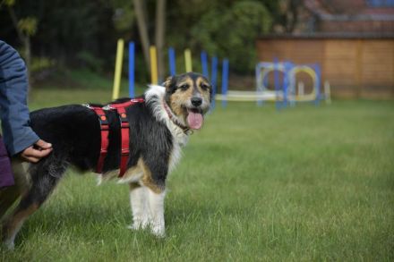 Frieda, ein Flumi auf vier Pfoten