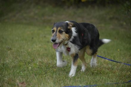 Frieda, ein Flumi auf vier Pfoten