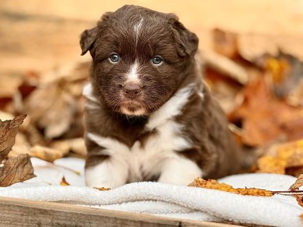 Australian Shepherd Welpen