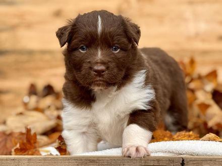 Australian Shepherd Welpen