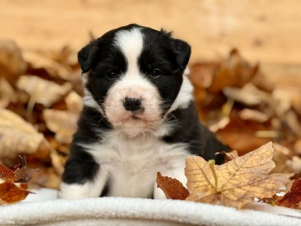 Australian Shepherd Welpen