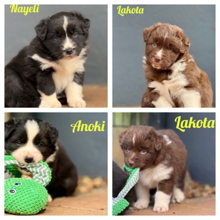 Australian Shepherd Welpen