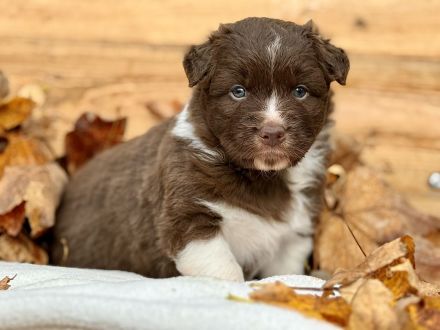 Australian Shepherd Welpen