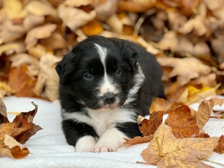 Australian Shepherd Welpen