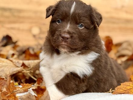 Australian Shepherd Welpen