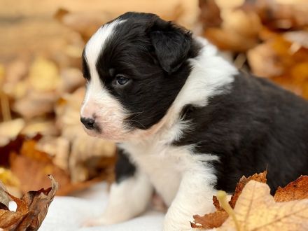 Australian Shepherd Welpen