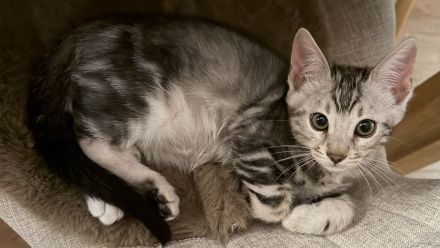 2 Bengal Kater in Marbled suchen ein kuschliges Zuhause