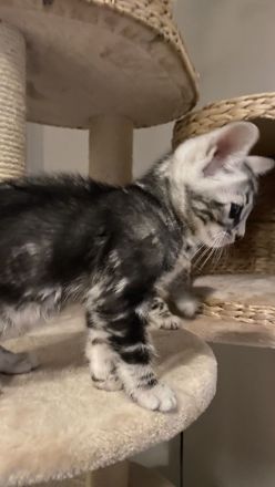 2 Bengal Kater in Marbled suchen ein kuschliges Zuhause