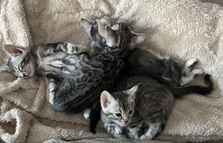 2 Bengal Kater in Marbled suchen ein kuschliges Zuhause