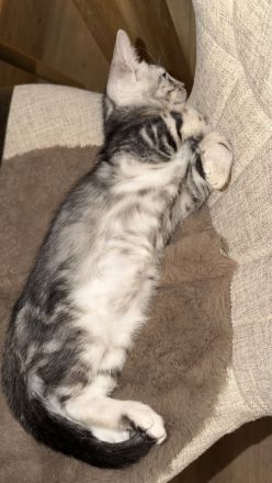 2 Bengal Kater in Marbled suchen ein kuschliges Zuhause