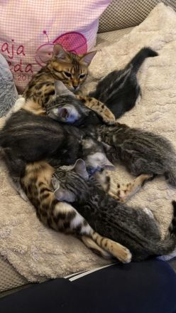2 Bengal Kater in Marbled suchen ein kuschliges Zuhause