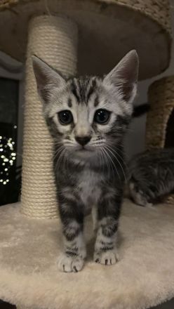 2 Bengal Kater in Marbled suchen ein kuschliges Zuhause