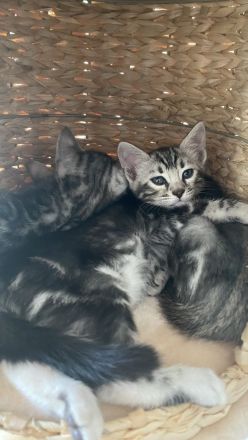 2 Bengal Kater in Marbled suchen ein kuschliges Zuhause