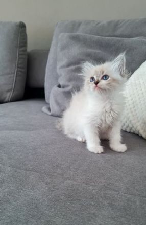 Neva Masquarade Kitten