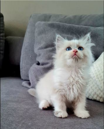 Neva Masquarade Kitten