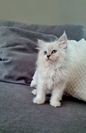 Neva Masquarade Kitten