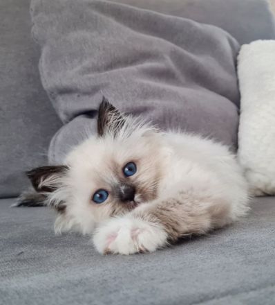 Neva Masquarade Kitten