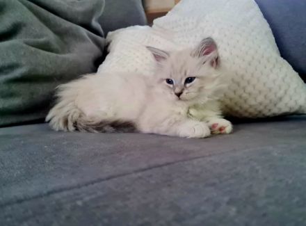 Neva Masquarade Kitten