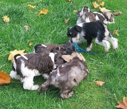 Amerik.Miniaturschnauzer Toy/Zwerg mit Pap