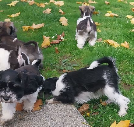 Amerik.Miniaturschnauzer Toy/Zwerg mit Pap