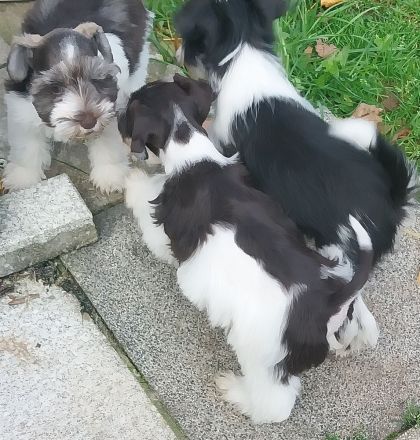 Amerik.Miniaturschnauzer Toy/Zwerg mit Pap