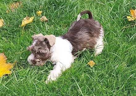 Amerik.Miniaturschnauzer Toy/Zwerg mit Pap