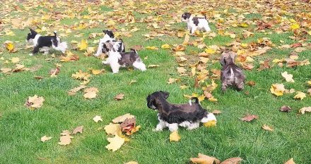 Amerik.Miniaturschnauzer Toy/Zwerg mit Pap