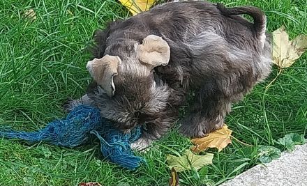 Amerik.Miniaturschnauzer Toy/Zwerg mit Pap