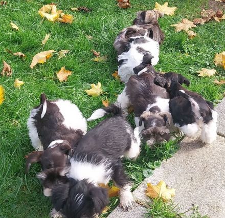 Amerik.Miniaturschnauzer Toy/Zwerg mit Pap