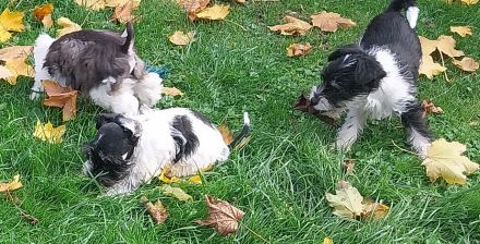 Amerik.Miniaturschnauzer Toy/Zwerg mit Pap