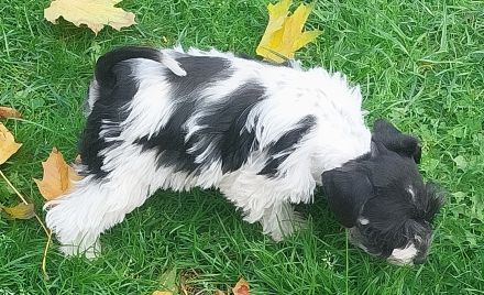 Amerik.Miniaturschnauzer Toy/Zwerg mit Pap