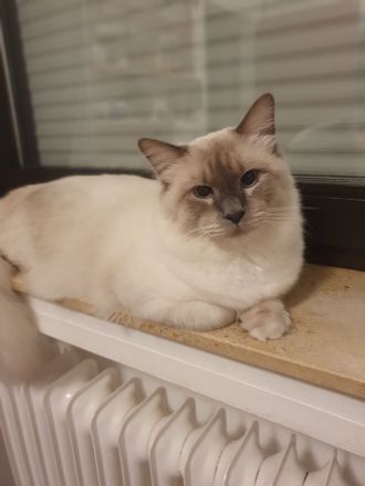 💙 Abgabebereite Heilige Birma Kitten Kätzchen 😍