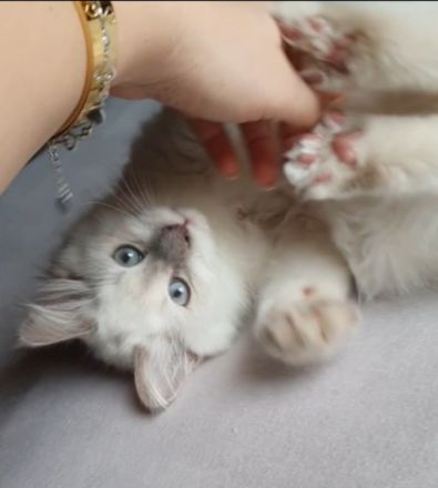 💙 Abgabebereite Heilige Birma Kitten Kätzchen 😍