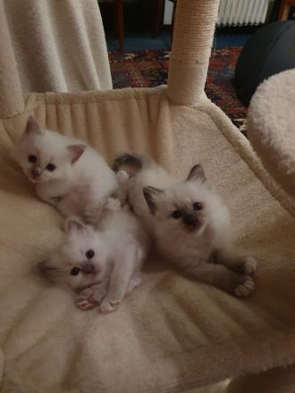💙 Abgabebereite Heilige Birma Kitten Kätzchen 😍