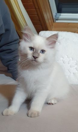 💙 Abgabebereite Heilige Birma Kitten Kätzchen 😍