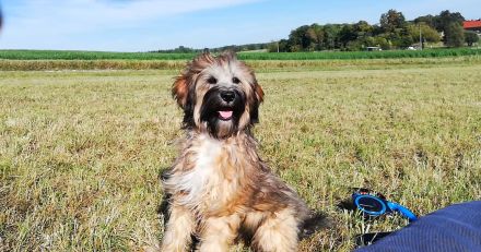 Tibet Terrier Rüde mit Papieren