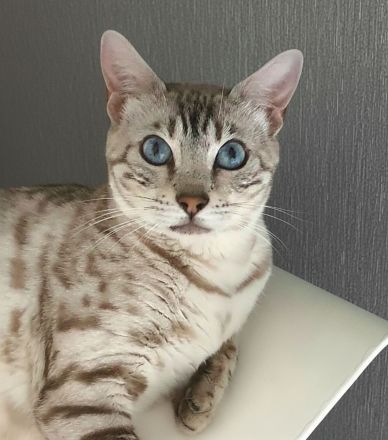 Snkw Lynx Bengal Katze