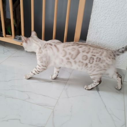 Snkw Lynx Bengal Katze