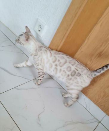 Snkw Lynx Bengal Katze