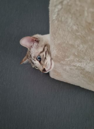 Snkw Lynx Bengal Katze