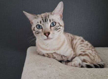 Snkw Lynx Bengal Katze