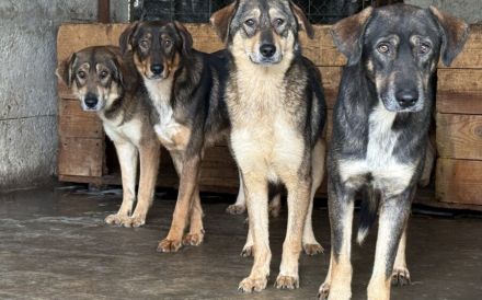Friedl - Sensibel, liebevoll und bereit für ein neues Leben