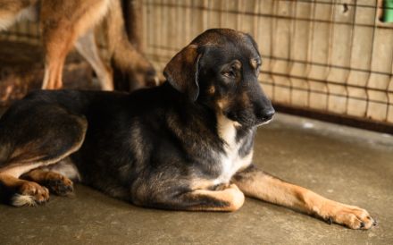 Friedl - Sensibel, liebevoll und bereit für ein neues Leben
